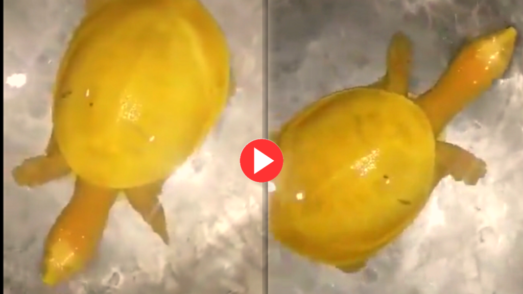 Rare species 'yellow turtle'! Viral videos on social media